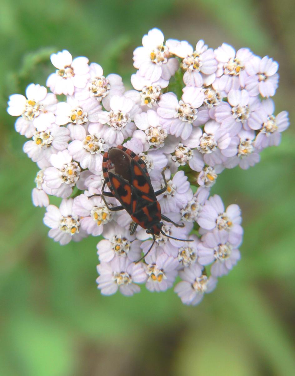 Lygaeidae: Spilostethus saxatilis del Trentino (TN)